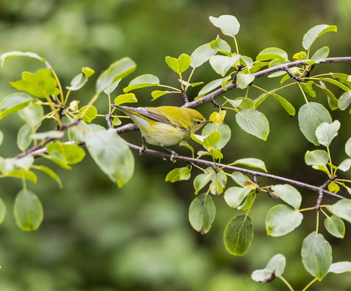 Tennesse Ötleğeni - ML611605002