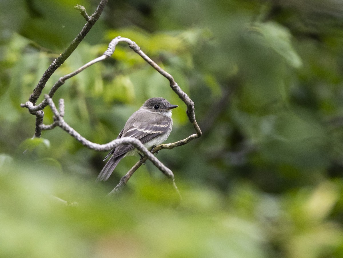 Hellbauch-Schnäppertyrann - ML611605017