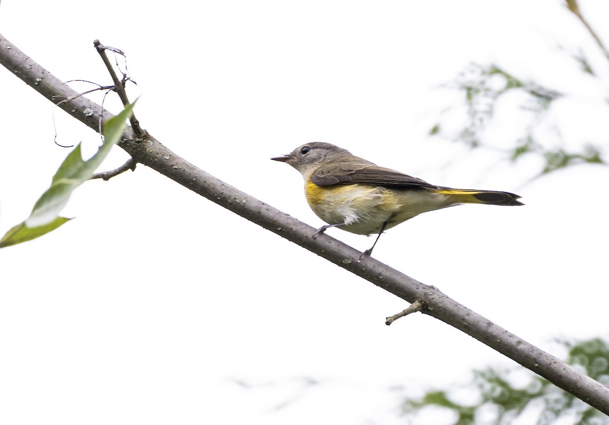 Kızıl Kuyruklu Ötleğen - ML611605029