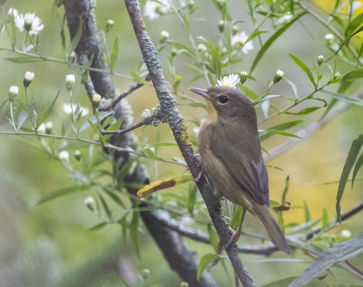 Common Yellowthroat - Julie MacDonald