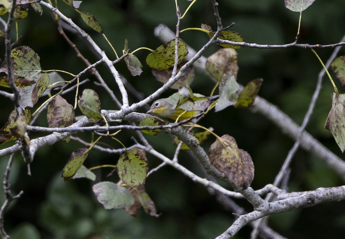 Magnolia Warbler - Julie MacDonald