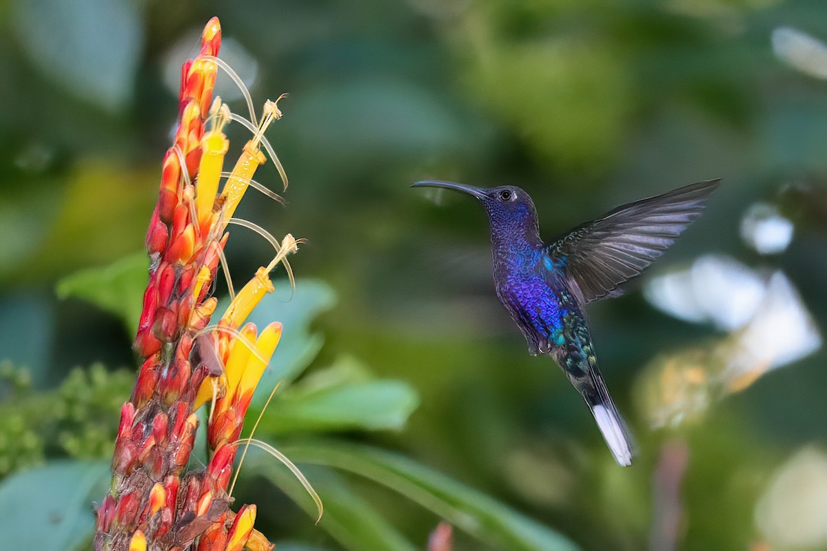 Violet Sabrewing - Jose Abelardo Sanchez