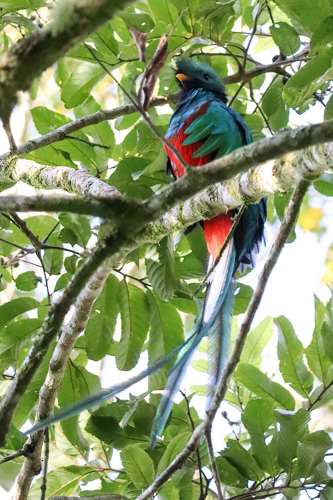 Quetzal Guatemalteco - ML611605052