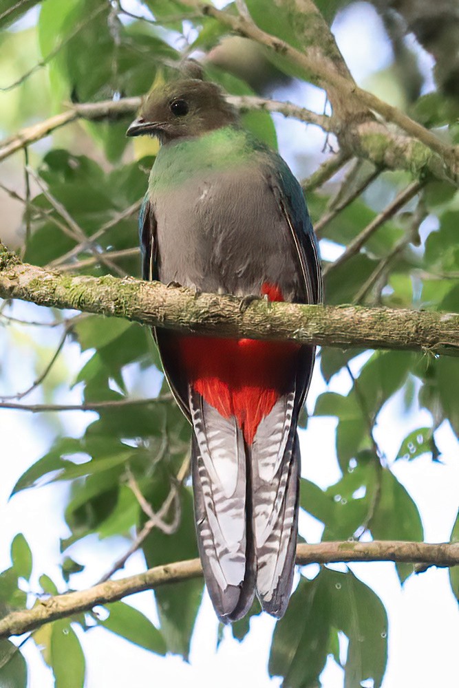 Quetzal Guatemalteco - ML611605053