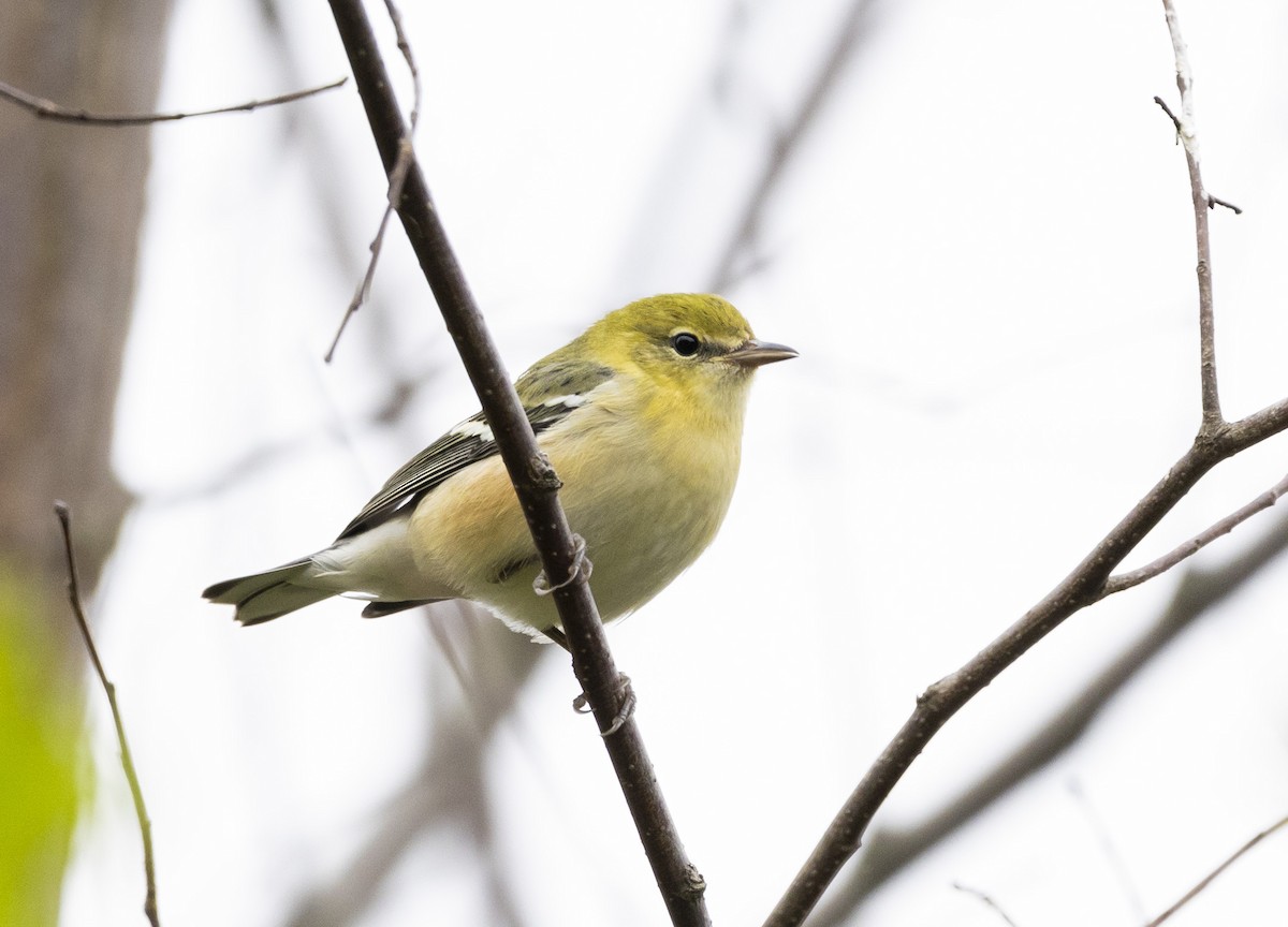 Kestane Gerdanlı Ötleğen - ML611605065