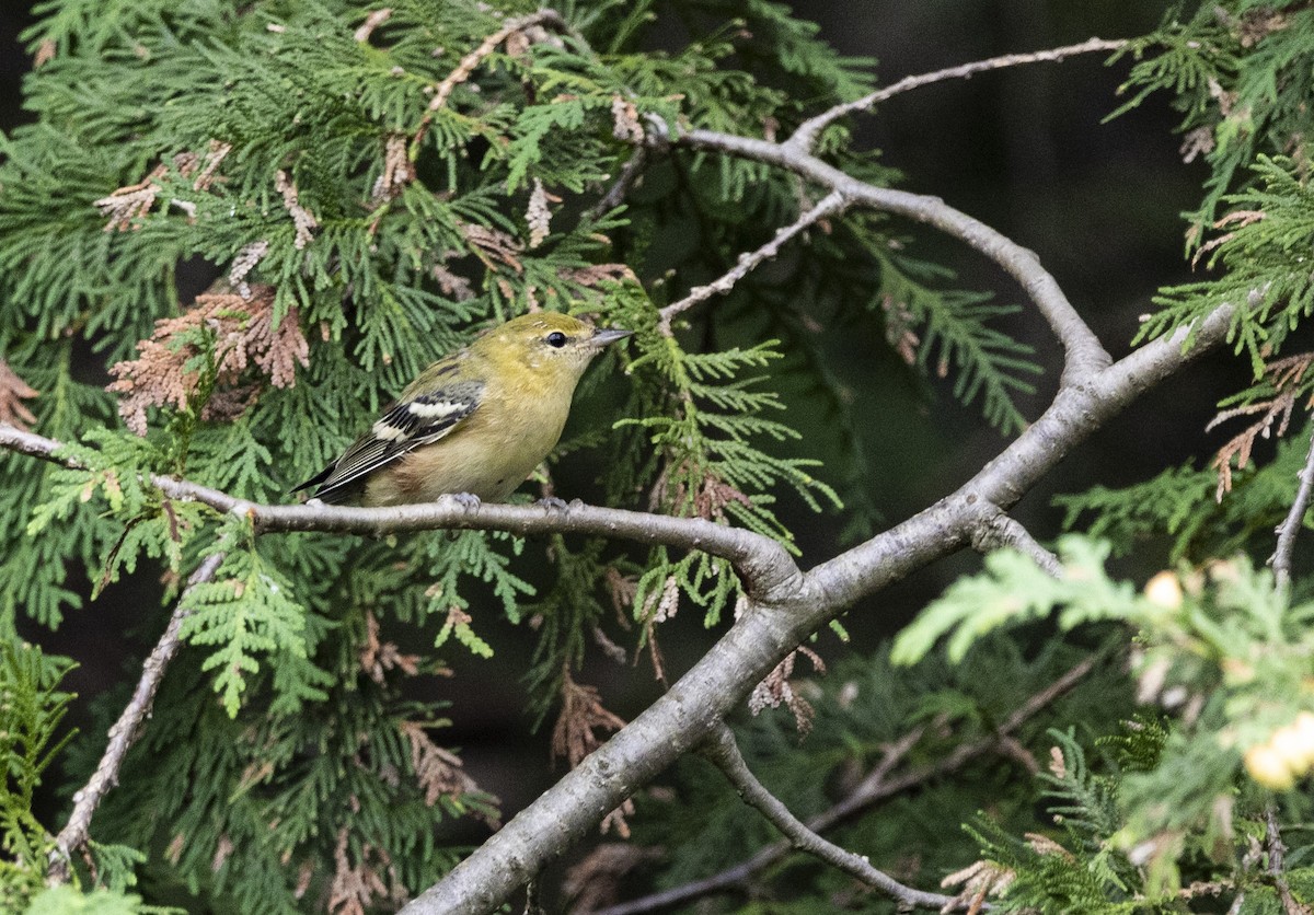 Braunkehl-Waldsänger - ML611605066