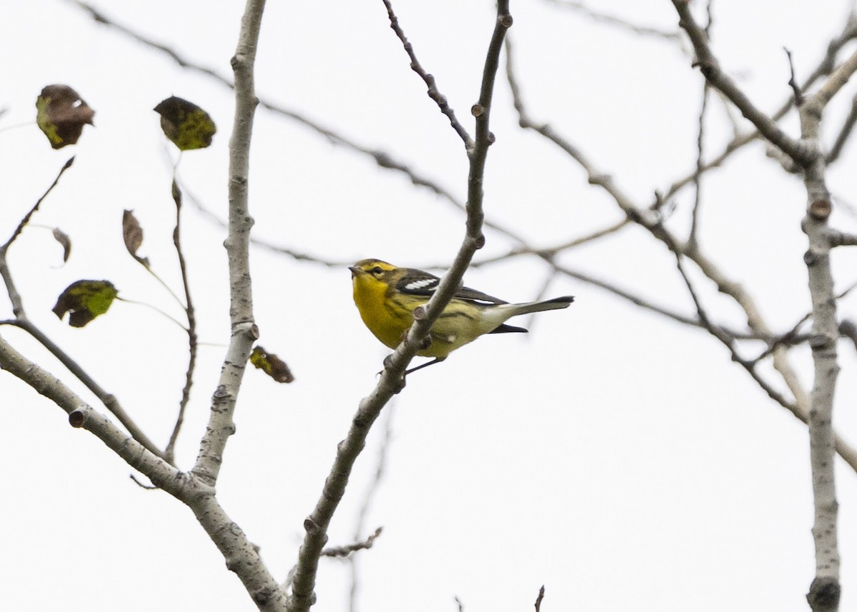 Turuncu Boğazlı Ötleğen - ML611605072