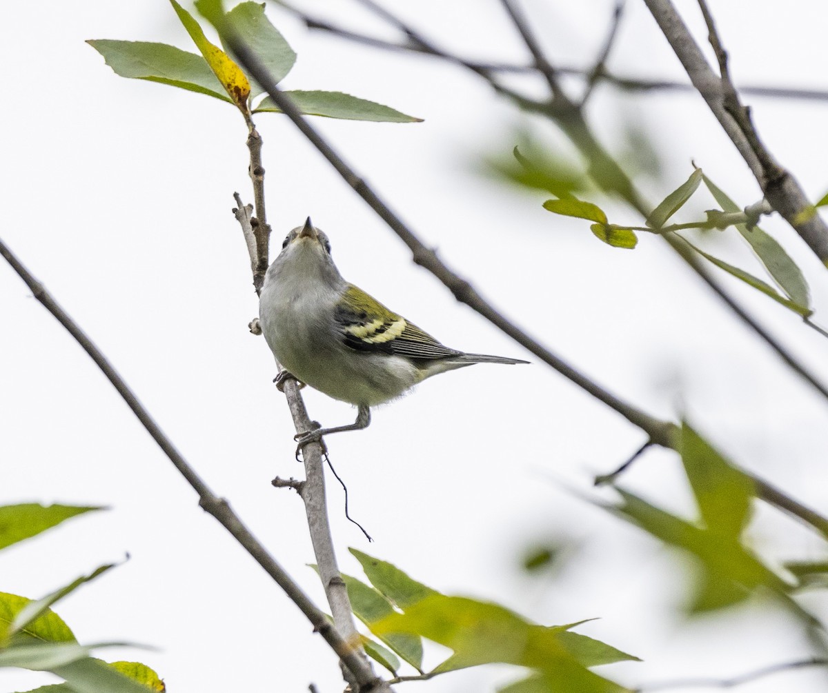 Gelbscheitel-Waldsänger - ML611605081