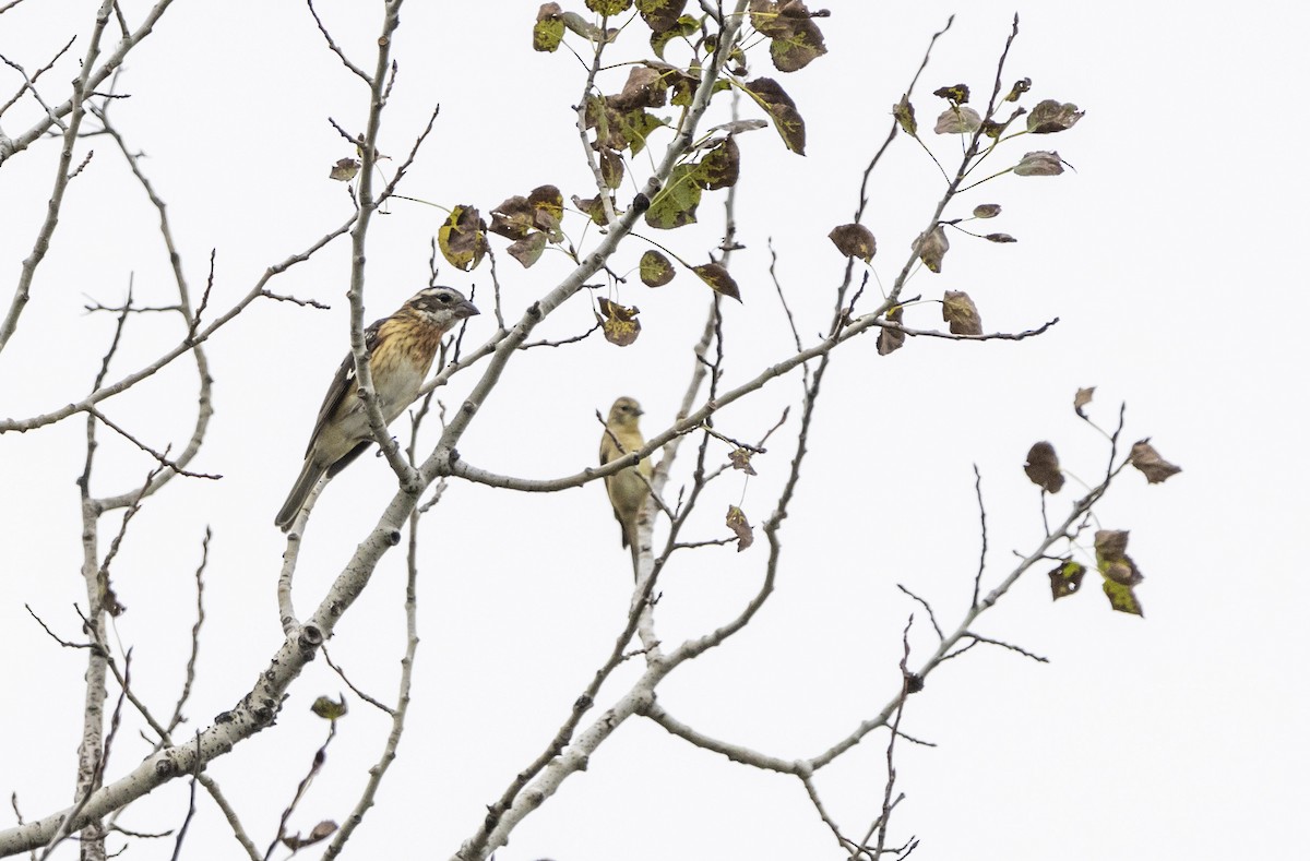 Rosenbrust-Kernknacker - ML611605110