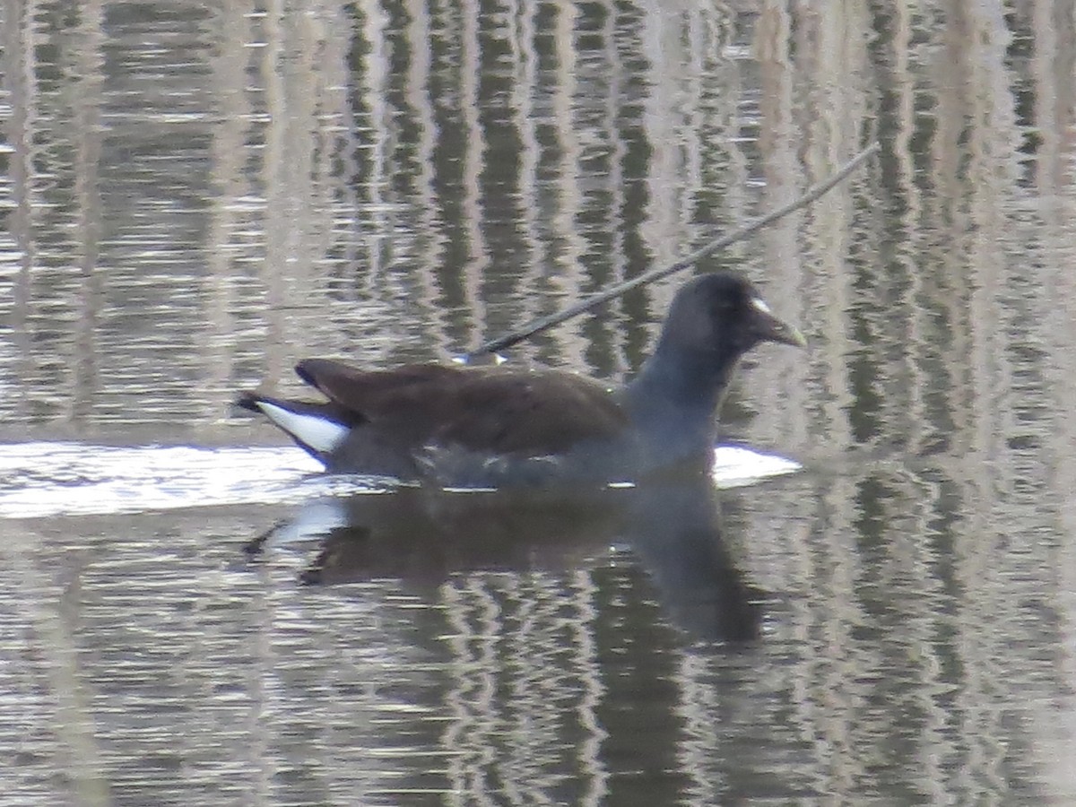 Common Gallinule - ML611605155