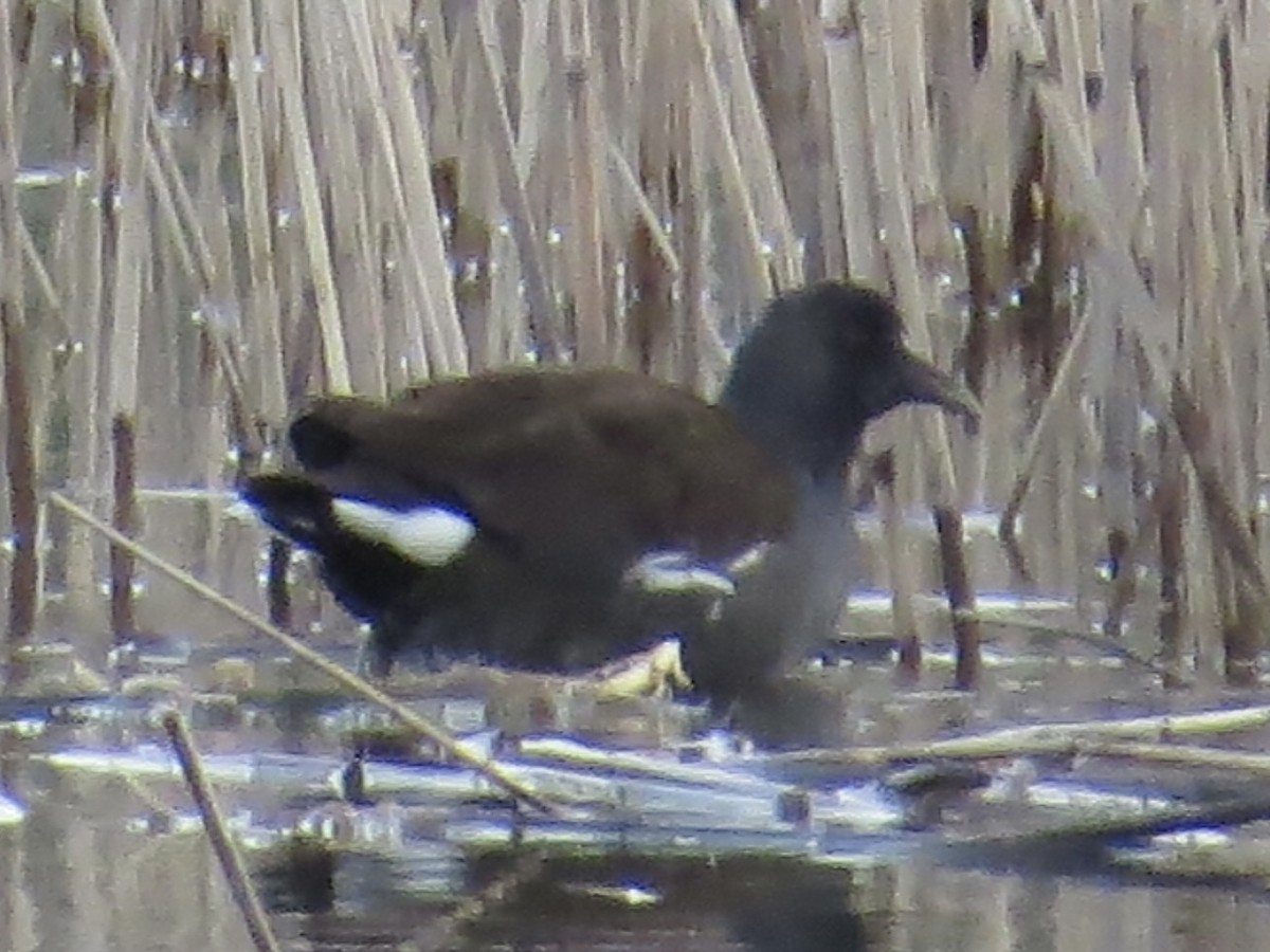 Common Gallinule - ML611605171