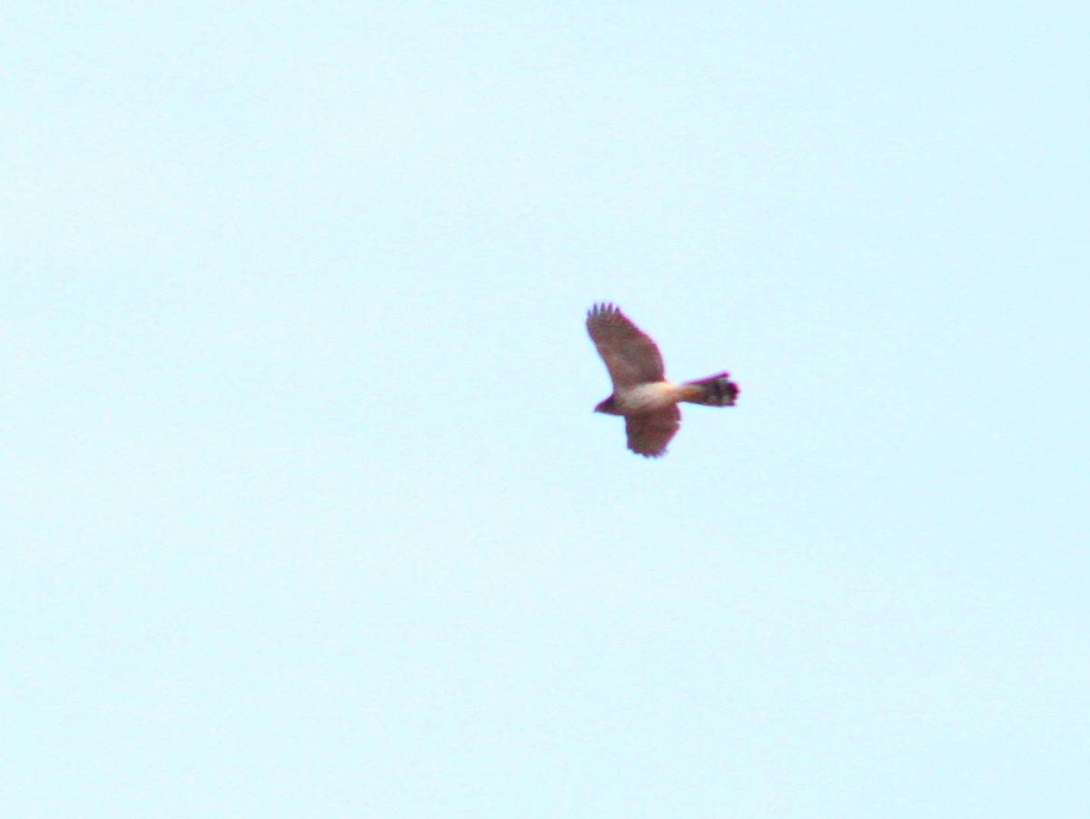 Sharp-shinned Hawk - ML611605192