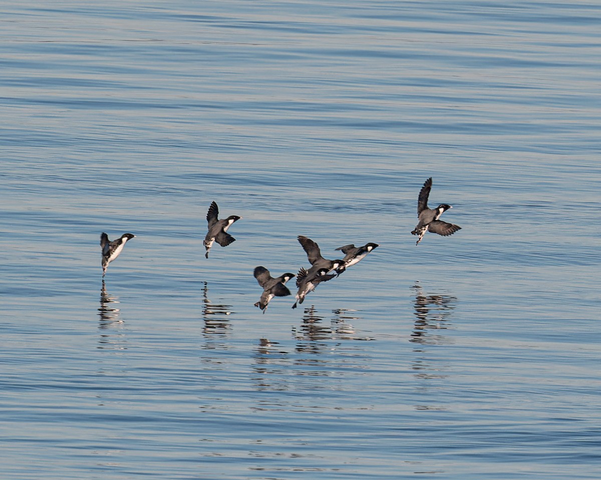 Ancient Murrelet - ML611605249