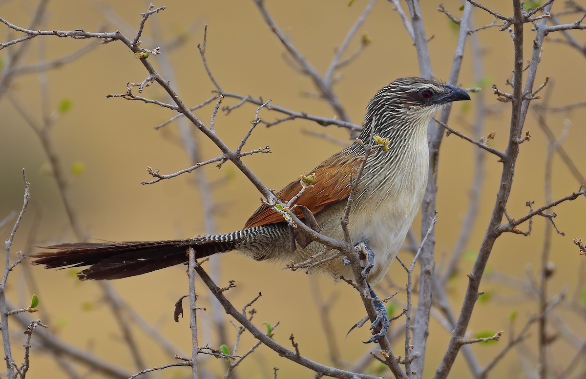 White-browed Coucal - Ad Konings