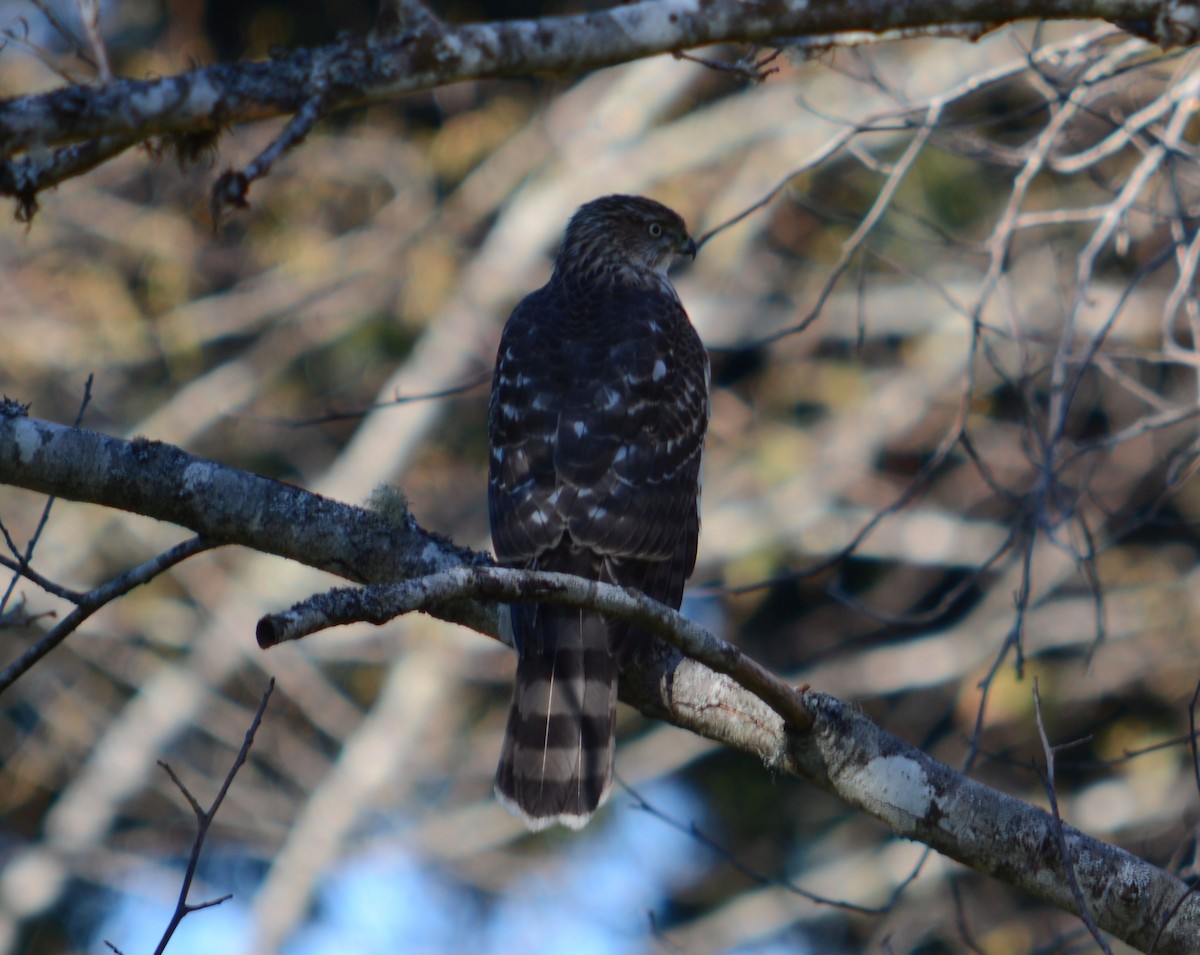 Cooper's Hawk - ML611605319