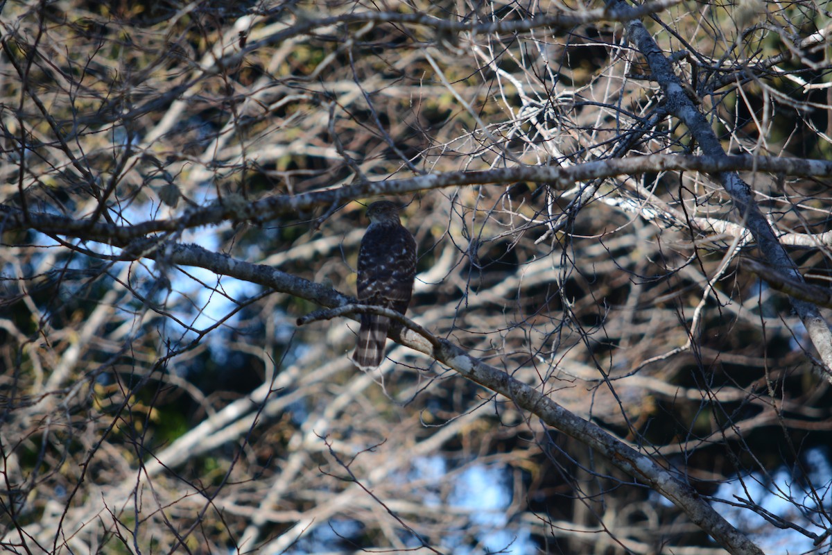 Cooper's Hawk - ML611605330