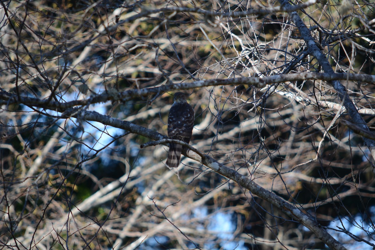 Cooper's Hawk - ML611605332