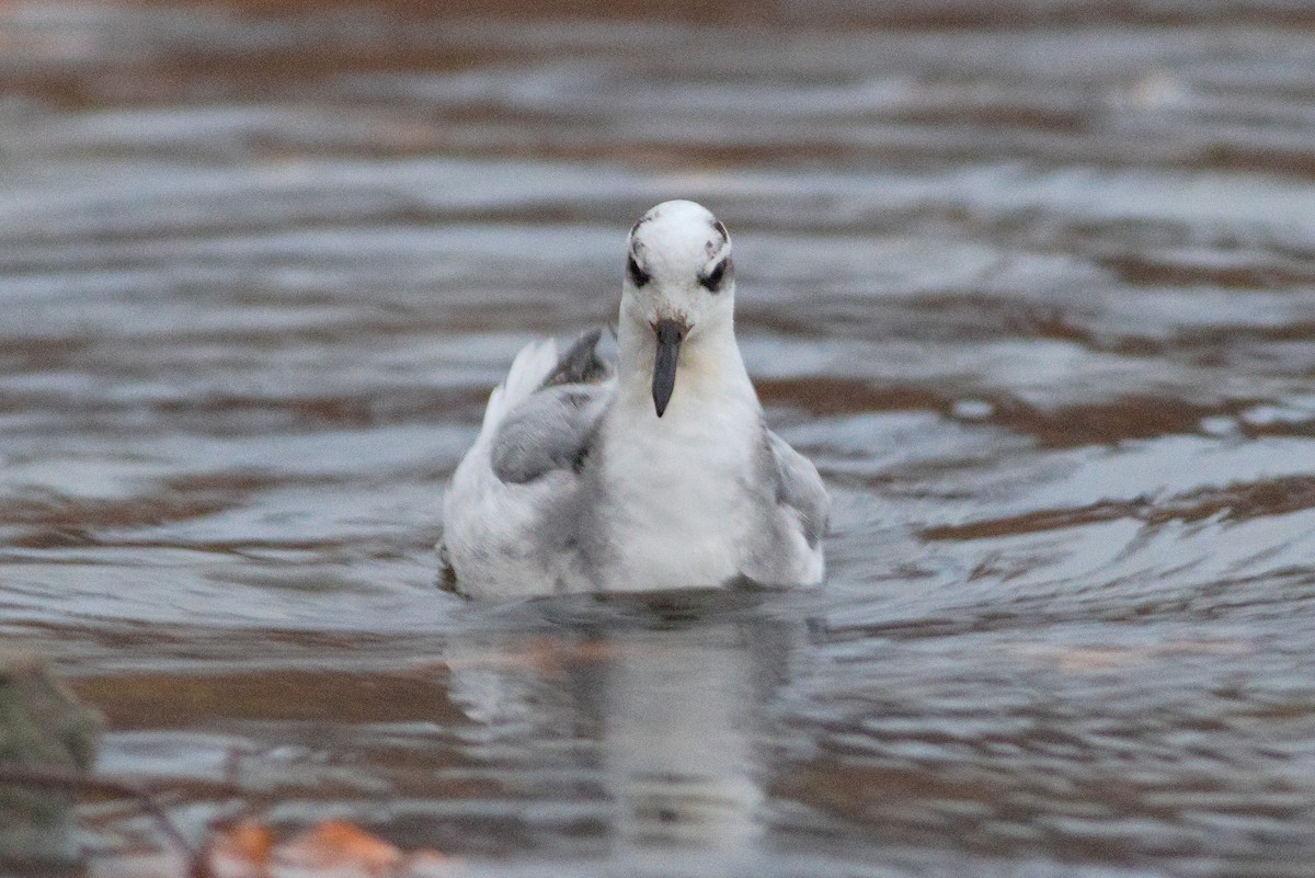 Red Phalarope - Jonathan Chu