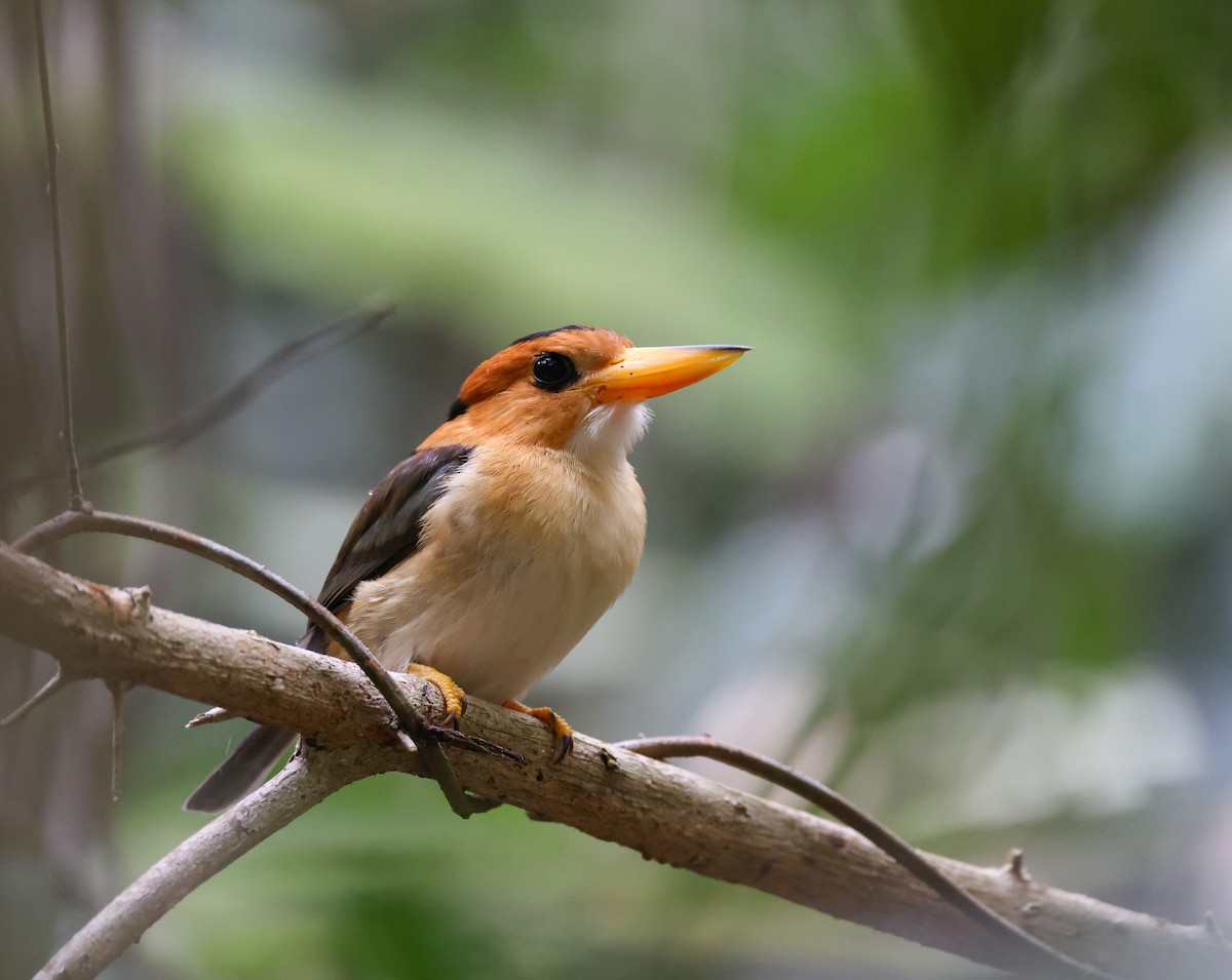 Yellow-billed Kingfisher - Luke sbeghen