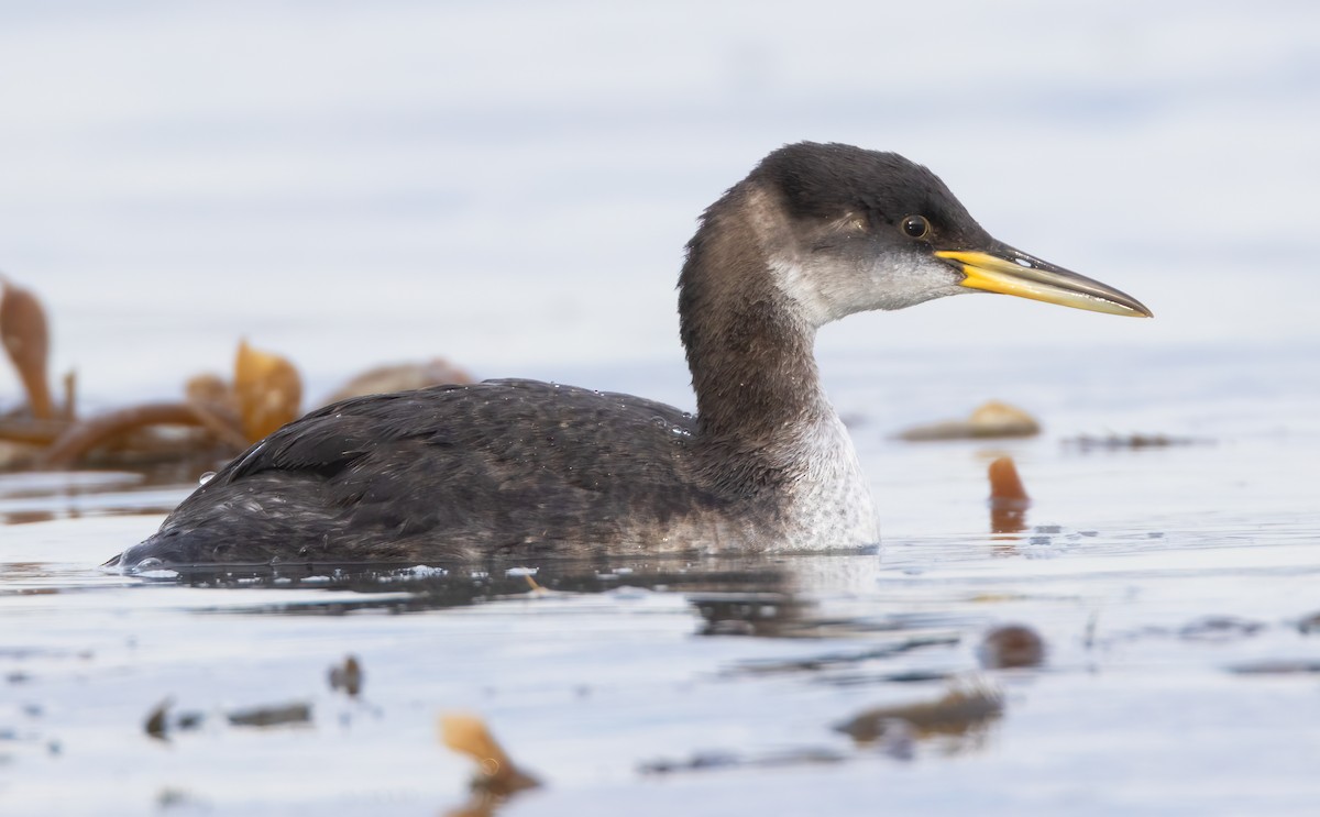 Red-necked Grebe - Mark Chappell