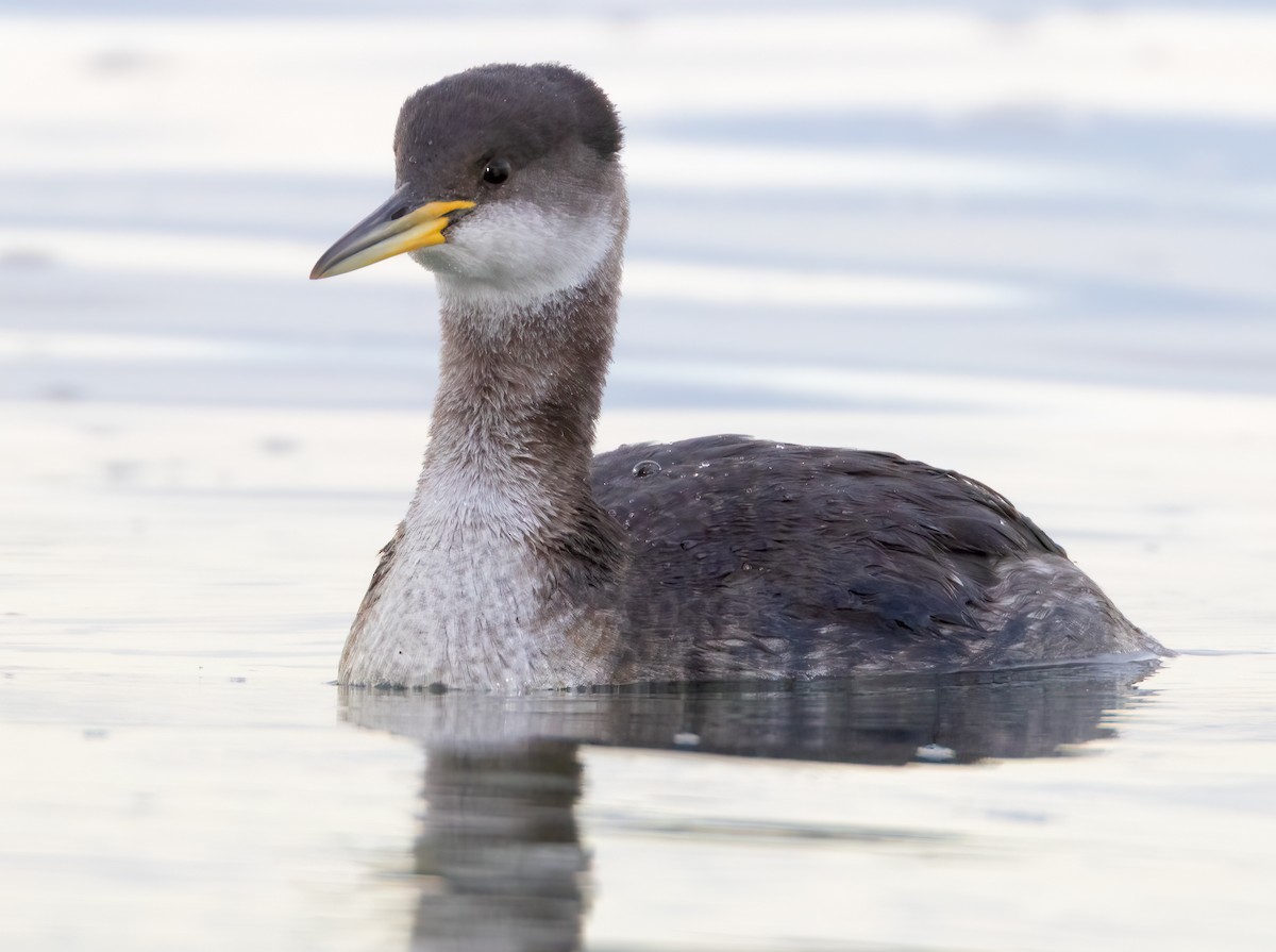 Red-necked Grebe - Mark Chappell