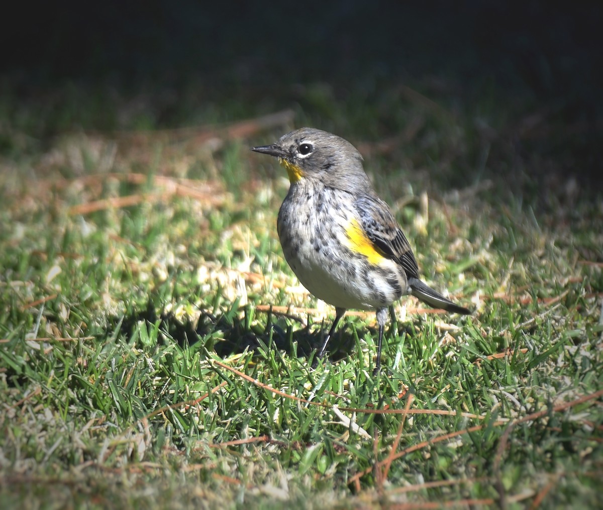 Yellow-rumped Warbler - ML611605566