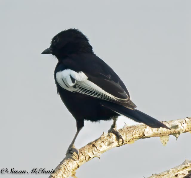 White-winged Black-Tit - ML611605604