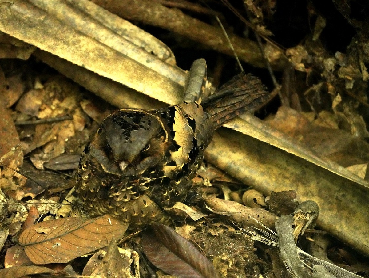 Collared Nightjar - ML611605618