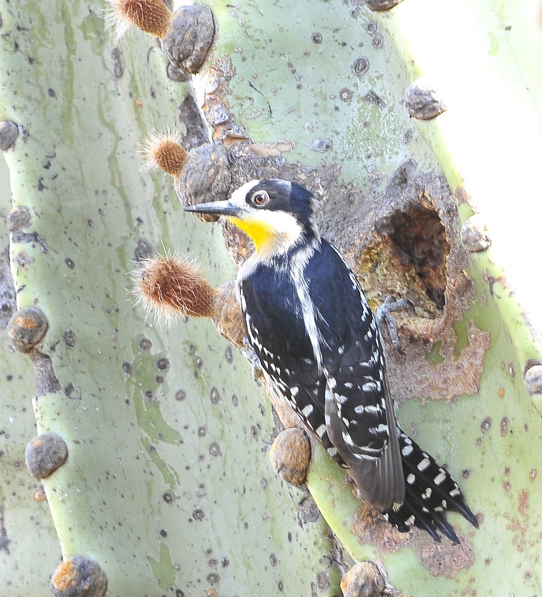 White-fronted Woodpecker - ML611605636