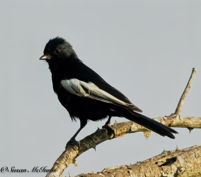 White-winged Black-Tit - ML611605645