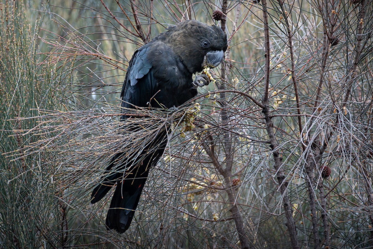 Glossy Black-Cockatoo - ML611605649