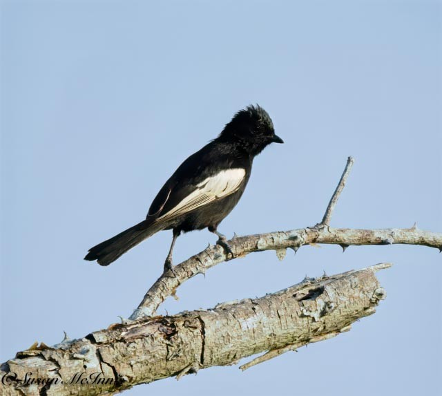 White-winged Black-Tit - ML611605674