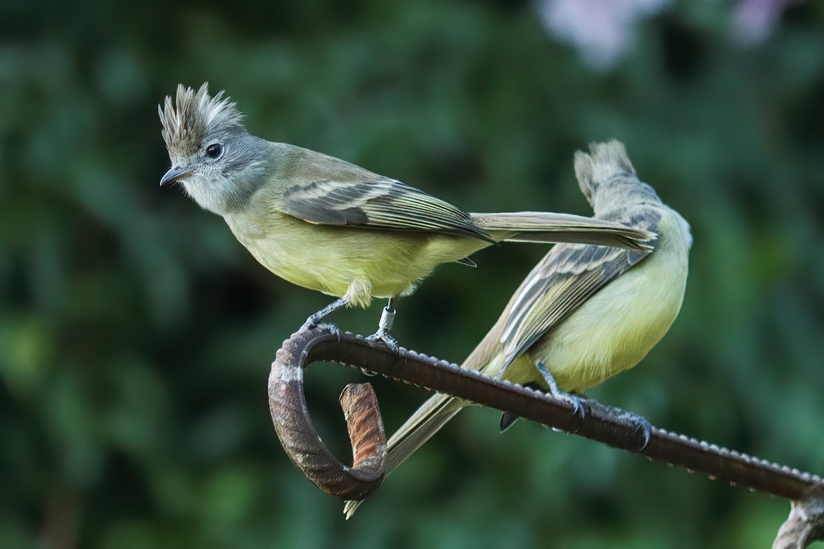 Yellow-bellied Elaenia - Jose Abelardo Sanchez