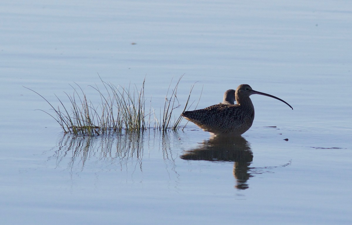 Long-billed Curlew - ML611605763