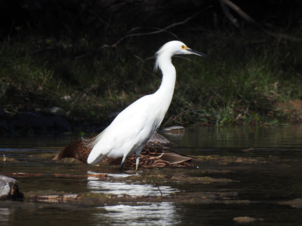 Snowy Egret - ML611605778