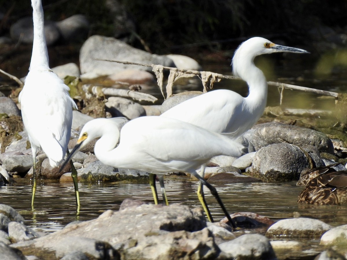 Snowy Egret - ML611605779