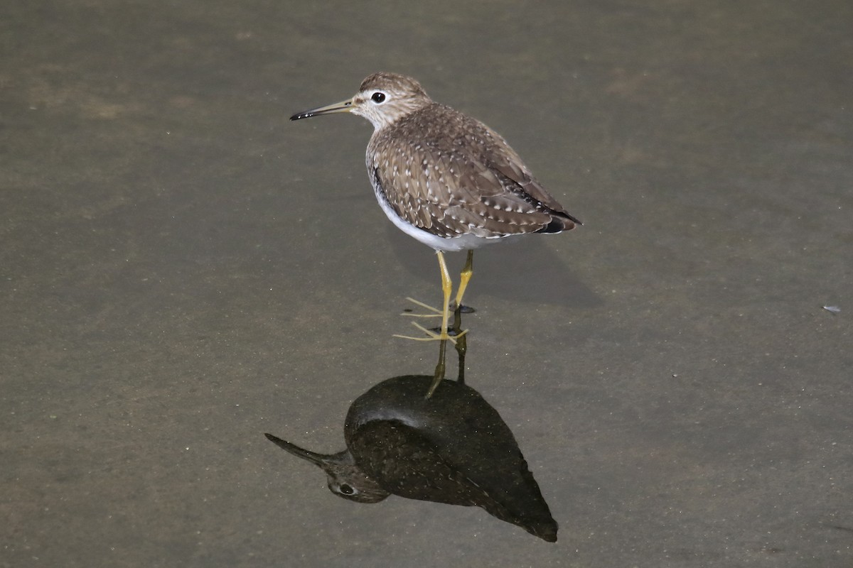 Solitary Sandpiper - Mario Farr