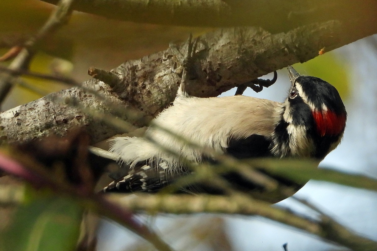 Downy Woodpecker - ML611605875