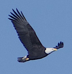 Bald Eagle - ML611605900