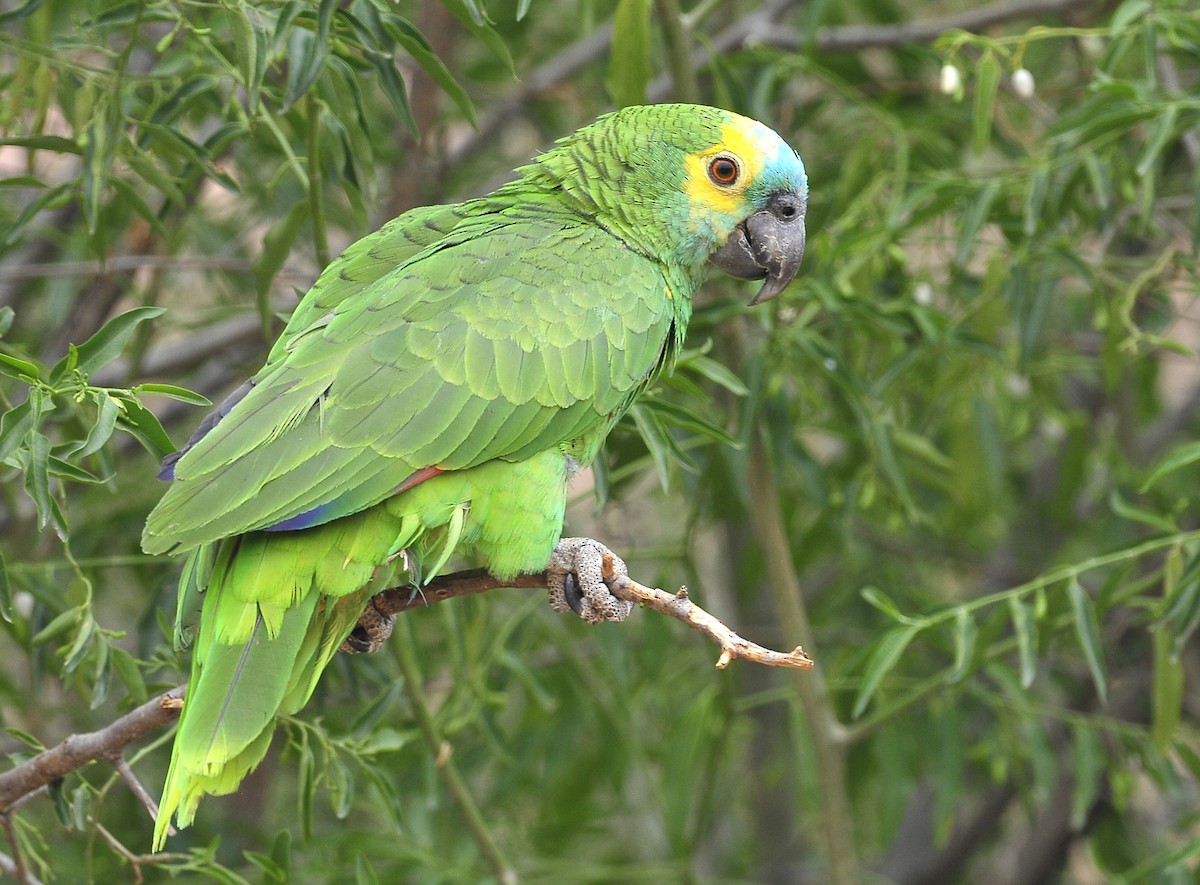 Turquoise-fronted Parrot - ML611605903
