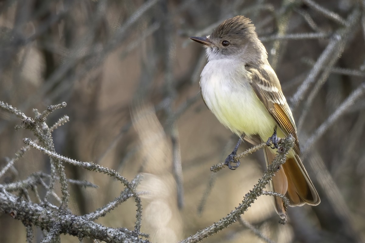 Ash-throated Flycatcher - ML611605908