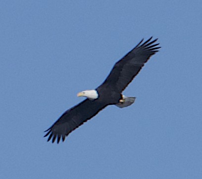 Weißkopf-Seeadler - ML611605910