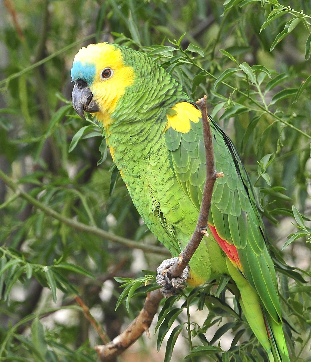 Turquoise-fronted Parrot - ML611605954