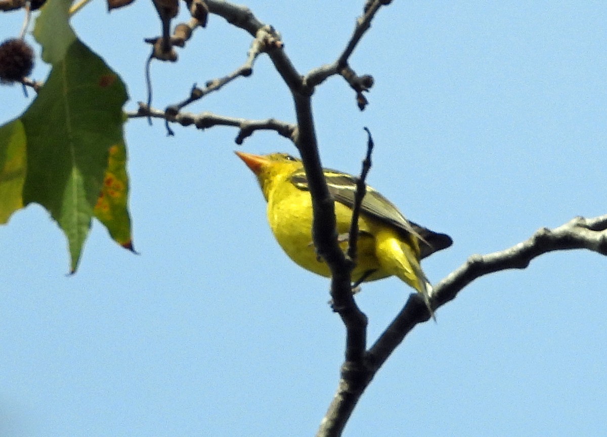 Western Tanager - Peter Jungblut