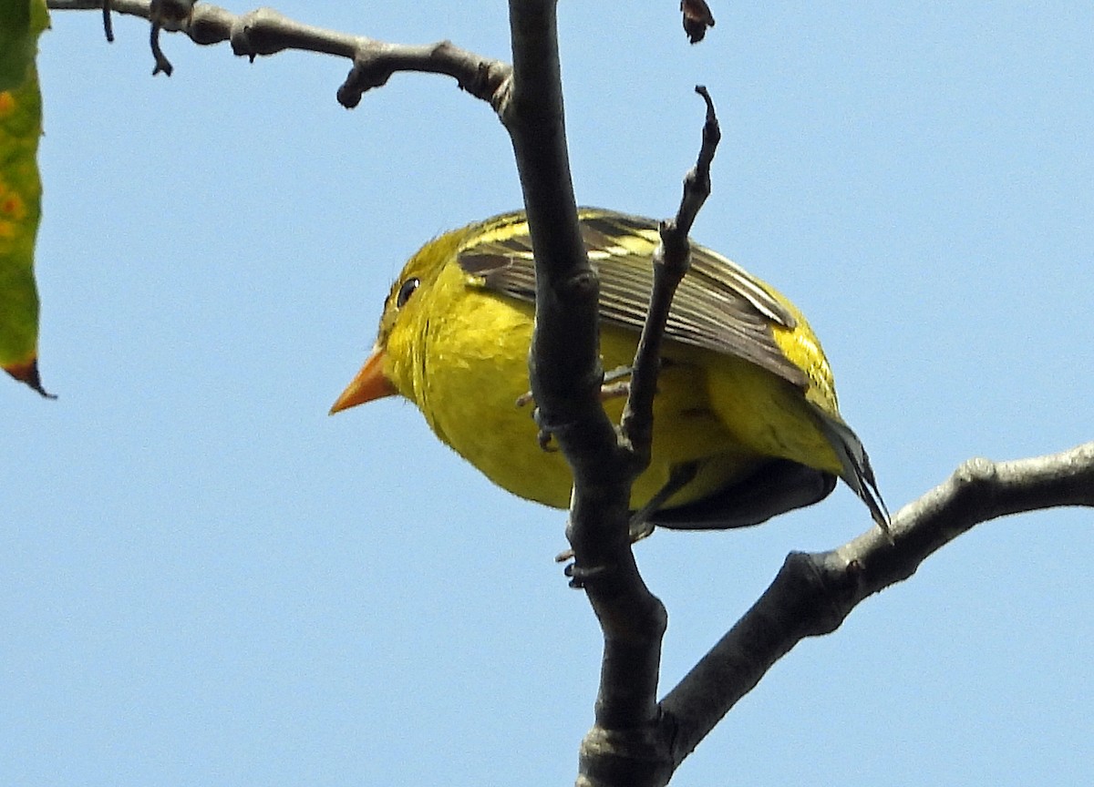 Western Tanager - Peter Jungblut