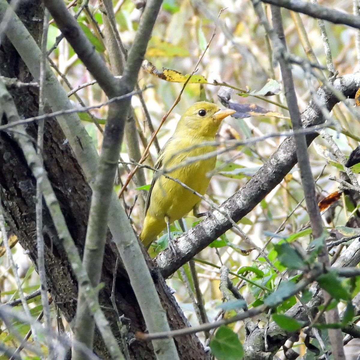 Western Tanager - Peter Jungblut