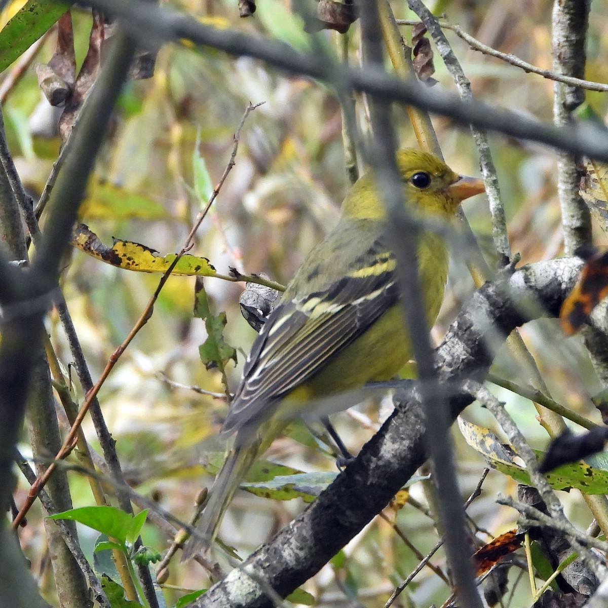 Western Tanager - ML611605972