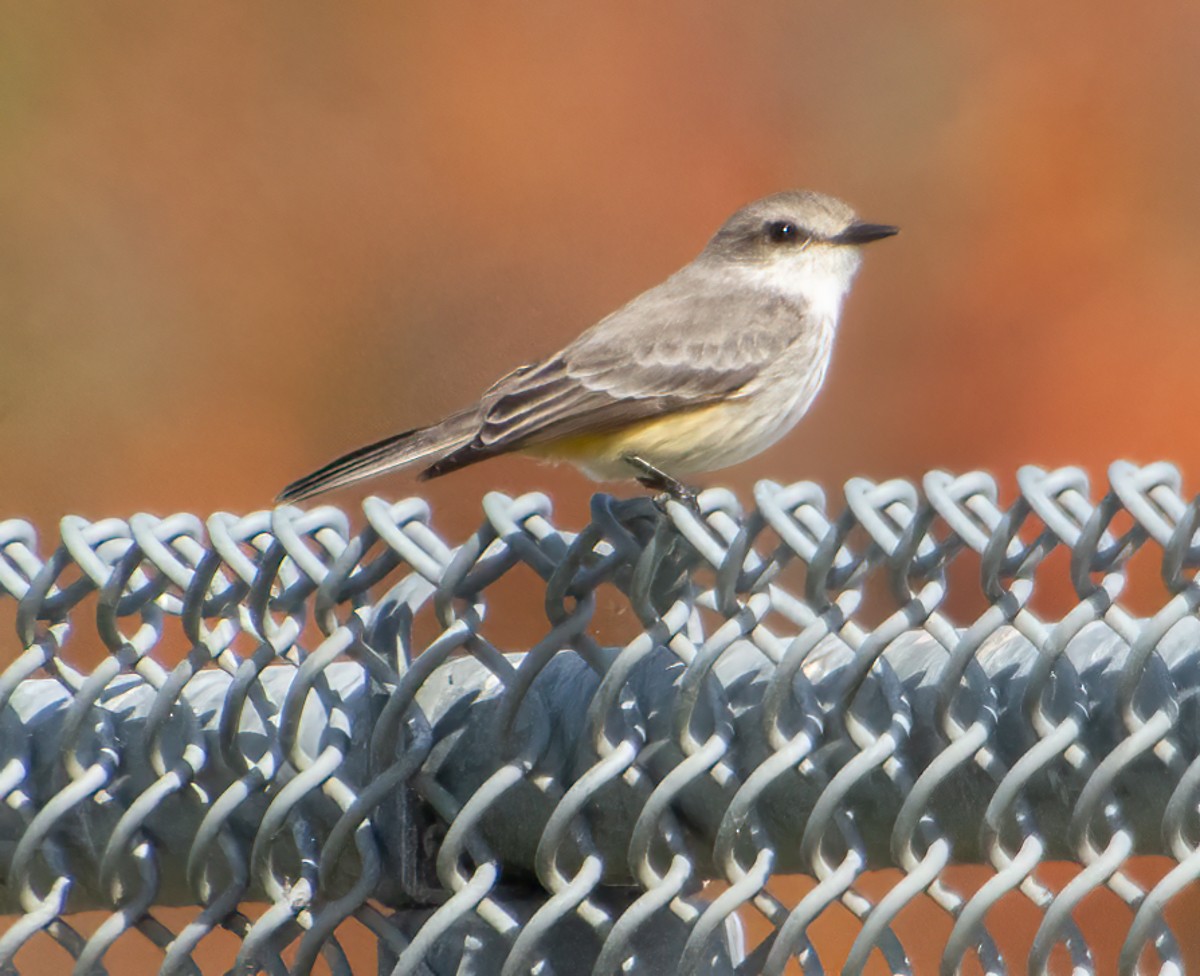 Vermilion Flycatcher - ML611605985