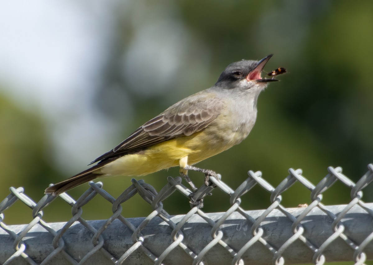 Cassin's Kingbird - ML611605994