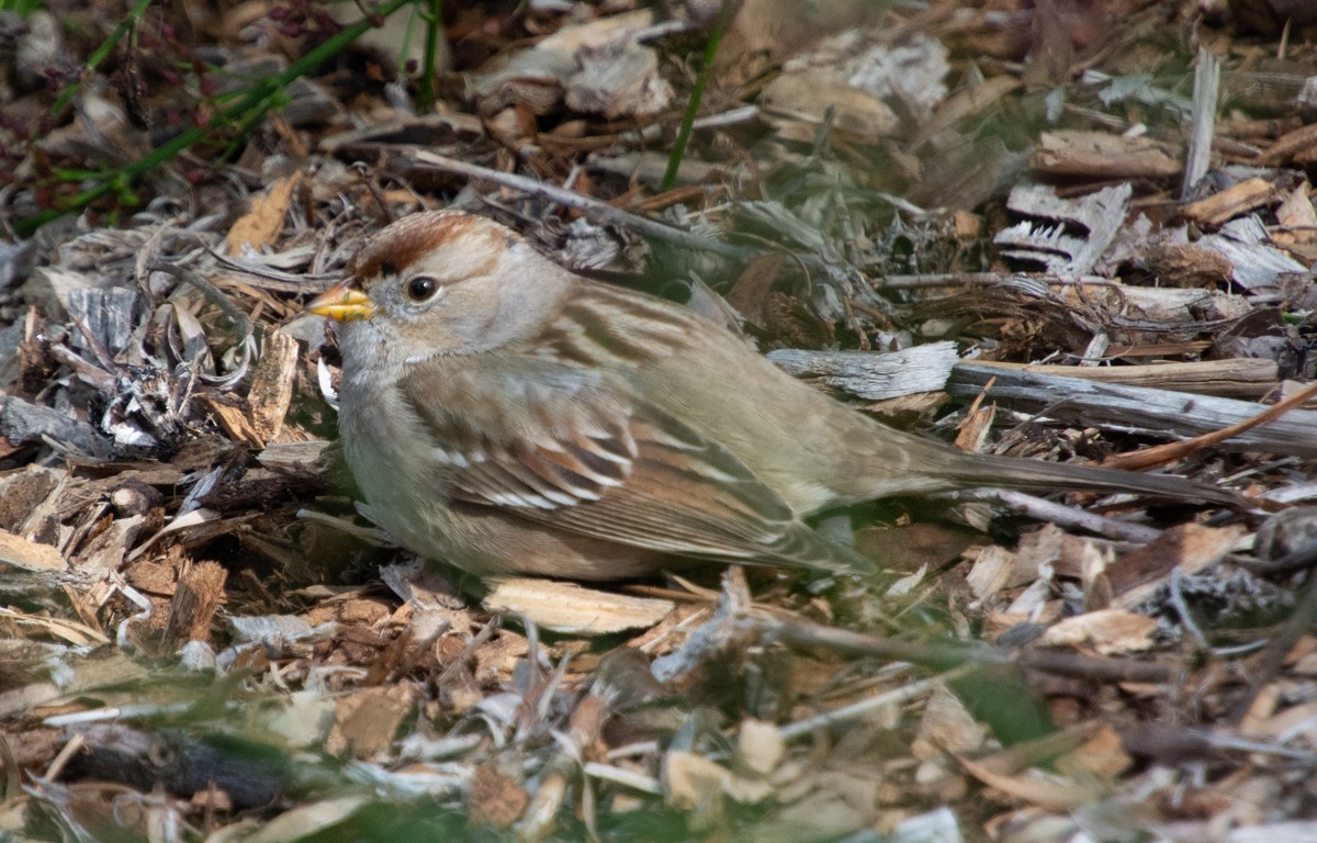White-crowned Sparrow - ML611606017